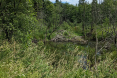 PXL_20240620_110157568